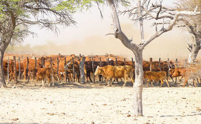 Multi-million pound scheme to improve livestock in Africa