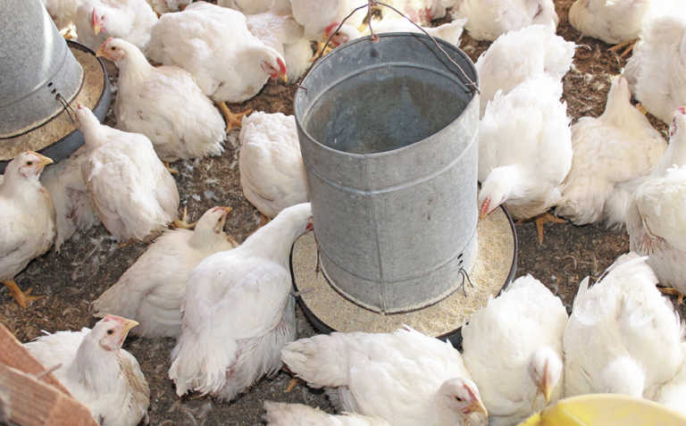 Bird flu reaches 24 outbreaks in SA Bird flu reaches 24 outbreaks in SA