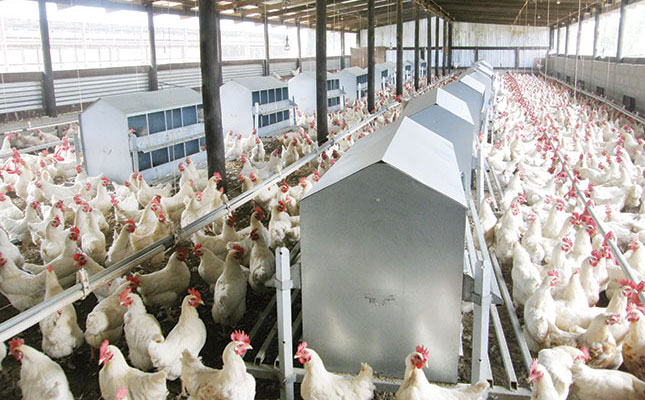 Avian influenza outbreak at RCL Foods