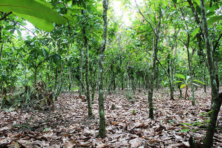 Agribusiness training to boost fertiliser use in West Africa Agribusiness training to boost fertiliser use in West Africa