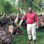 cyril-ramaphosa-and-ankole-cattle