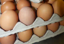 Netherlands scrambles to undo eggs disaster