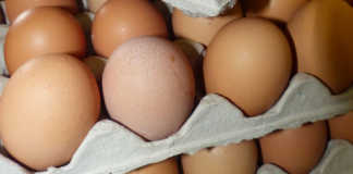 Netherlands scrambles to undo eggs disaster