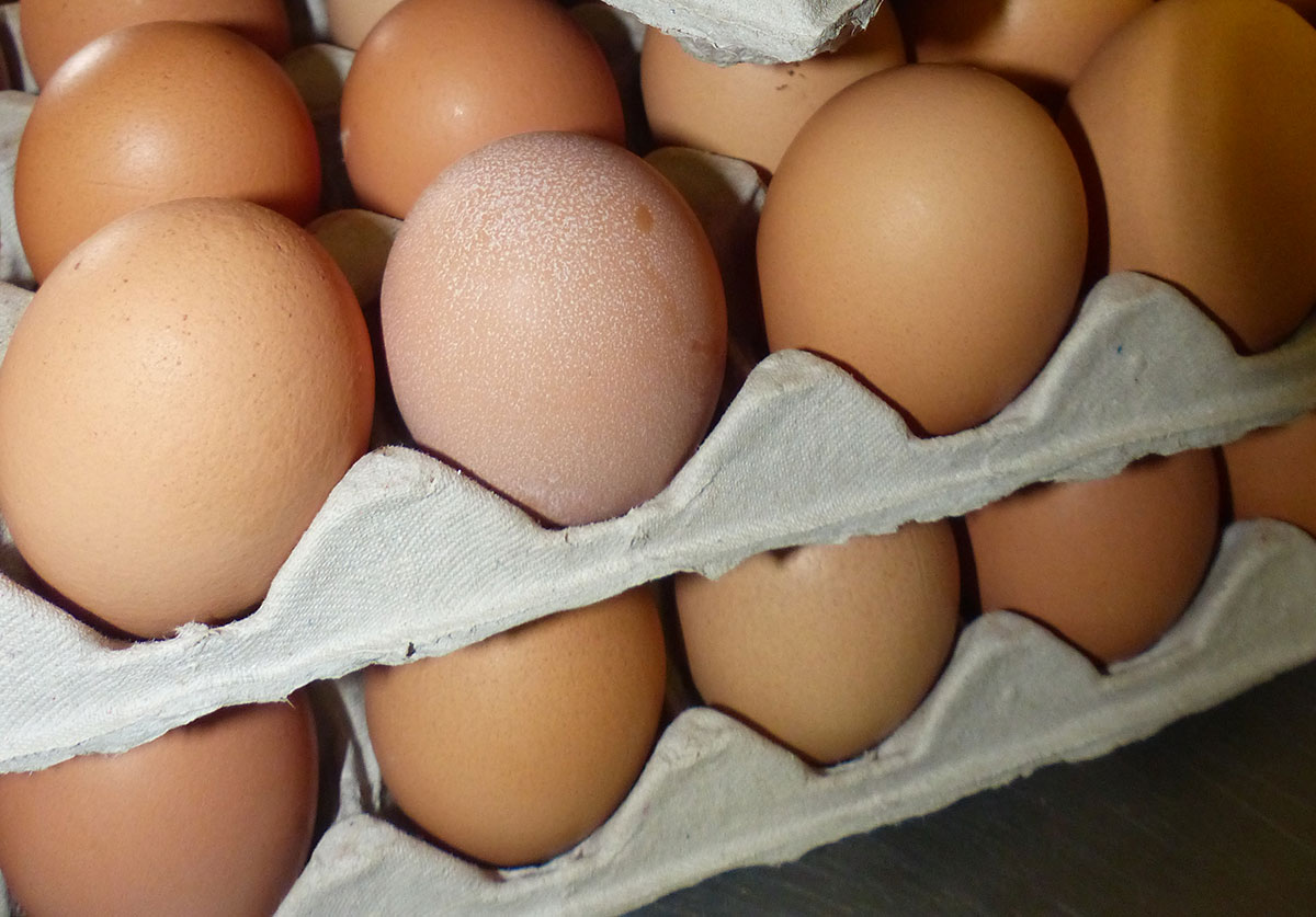 Netherlands scrambles to undo eggs disaster