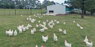 Quality and service secures free-range market