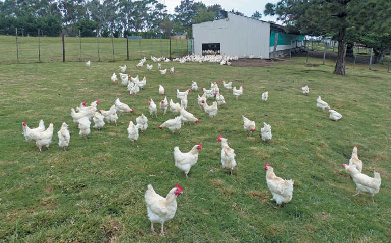 Quality and service secures free-range market