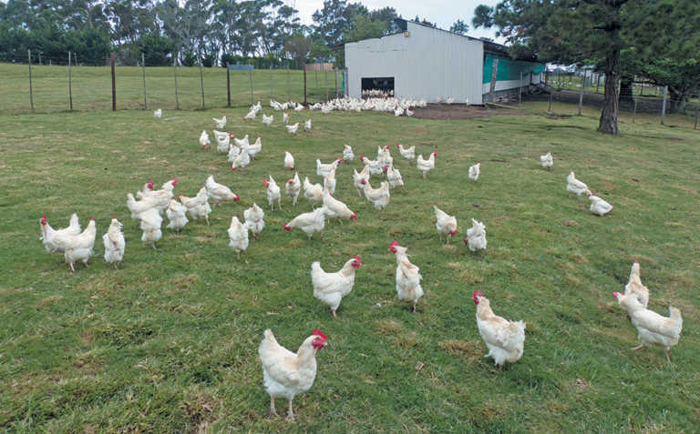 Quality and service secures free-range market Quality and service secures free-range market