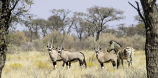 Economic & ecological benefits of hunting in Namibia