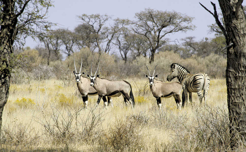 Economic & ecological benefits of hunting in Namibia