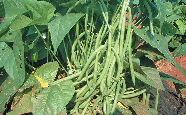 Over-stimulating vegetative growth Over-stimulating vegetative growth