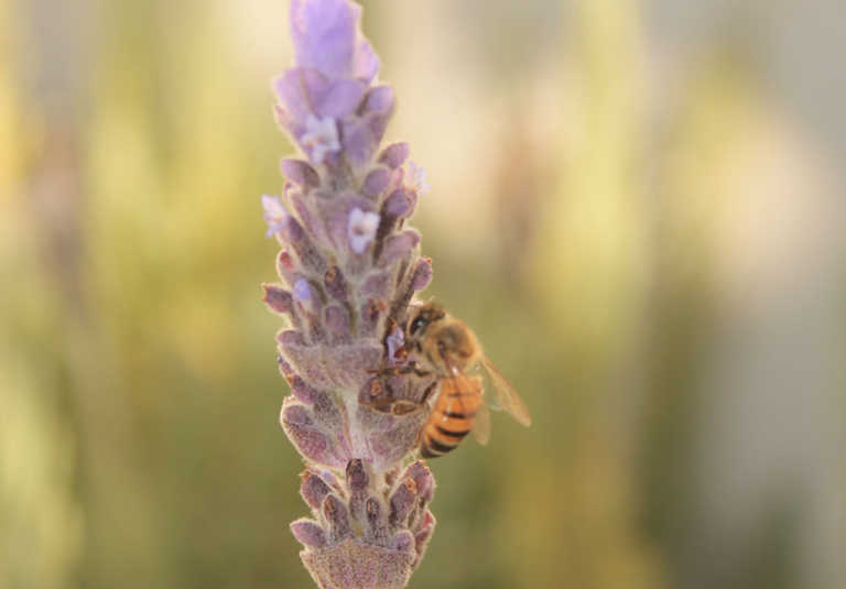 SA honey production on a downward spiral