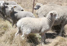 Australia’s mutton may soon be lamb
