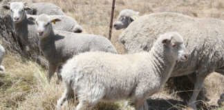 Australia’s mutton may soon be lamb