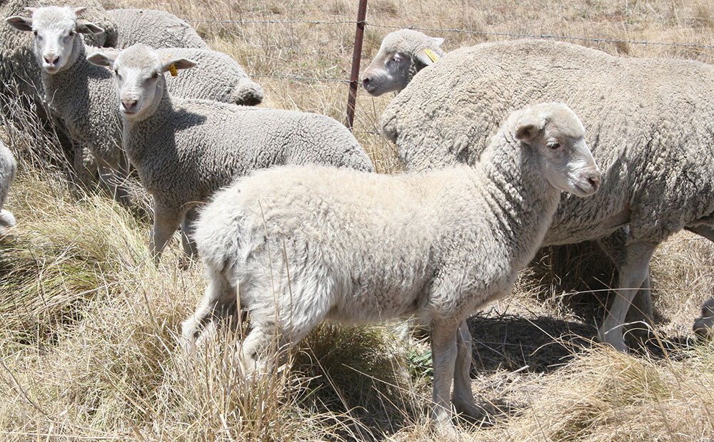 Australia’s mutton may soon be lamb