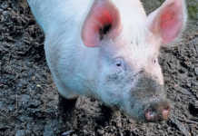 Understanding the role of the boar in breeding