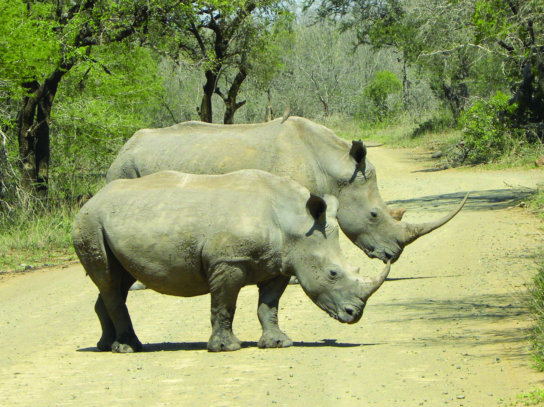 Rhino horn auction to go ahead, but bidding delayed