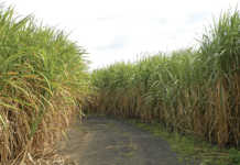 Brazil gives GM sugarcane a go