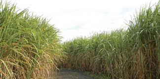 Brazil gives GM sugarcane a go