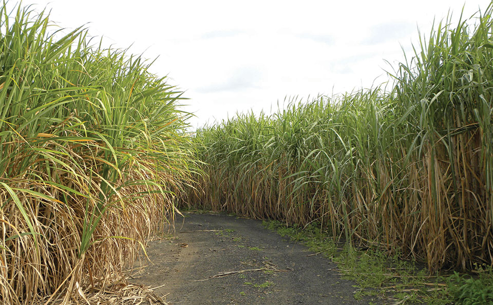 Brazil gives GM sugarcane a go