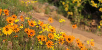 Clanwilliam Wild flower show cancelled due to drought
