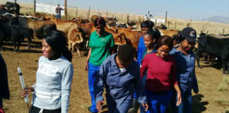 Linda Zwane, empowering women farmers in Mpumalanga