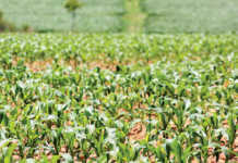 Zimbabwe farmers launch compensation rights group
