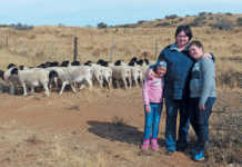Veld rearing & good dam selection: key to top Dorpers