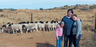 Veld rearing & good dam selection: key to top Dorpers