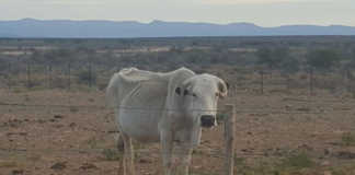 Help requested for farmers in ‘critically dry’ Eastern Cape