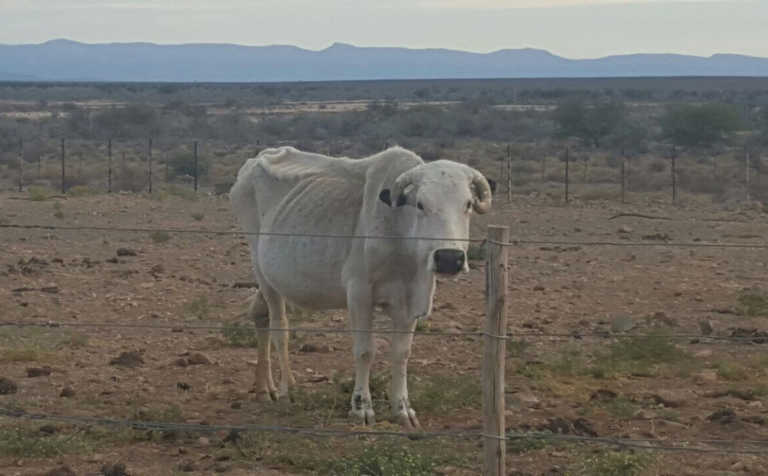 Help requested for ‘critically dry’ Eastern Cape