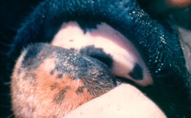 Foot-and-mouth outbreak could cost SA billions Foot-and-mouth outbreak could cost SA billions