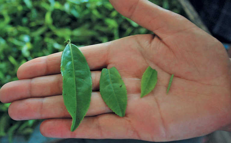 Learn the basics of growing tea