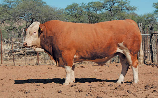 Namibian Simmentaler stud going from strength to strength