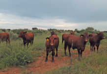 Namibia’s top Santa Gertrudis stud