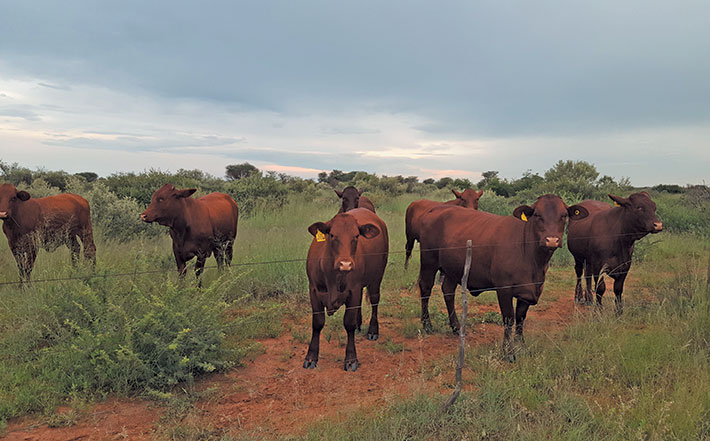 Namibia’s top Santa Gertrudis stud