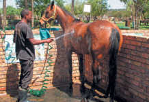 Keeping your horse clean
