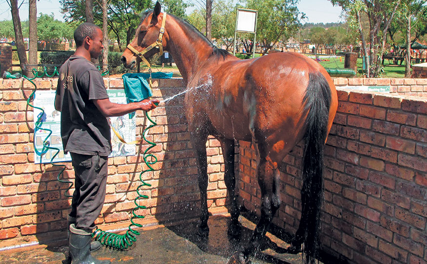 Keeping your horse clean
