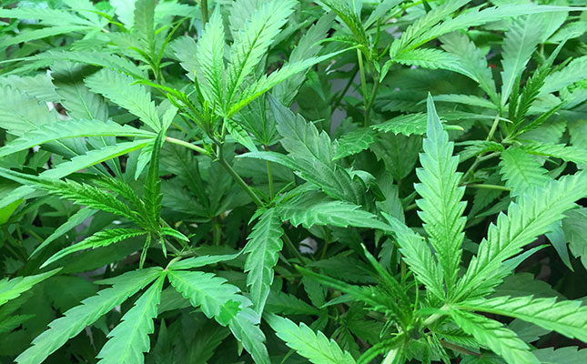Lesotho grants SA company medicinal marijuana grower's licence