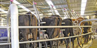 Milking-Cows