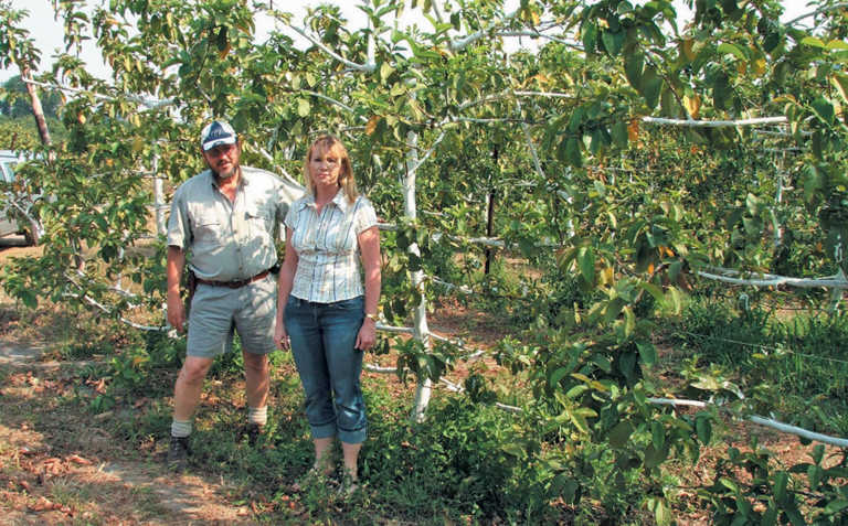 New cultivars & production methods for guava industry New cultivars & production methods for guava industry