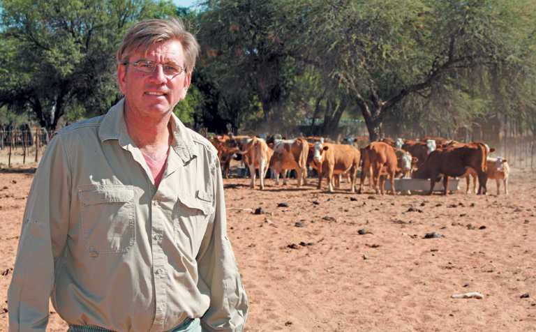 Namibian Simmentaler stud going from strength to strength Namibian Simmentaler stud going from strength to strength