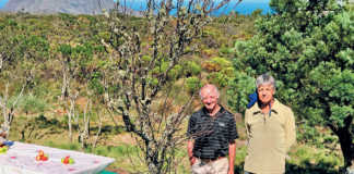 SA’s oldest apple tree stripped for firewood