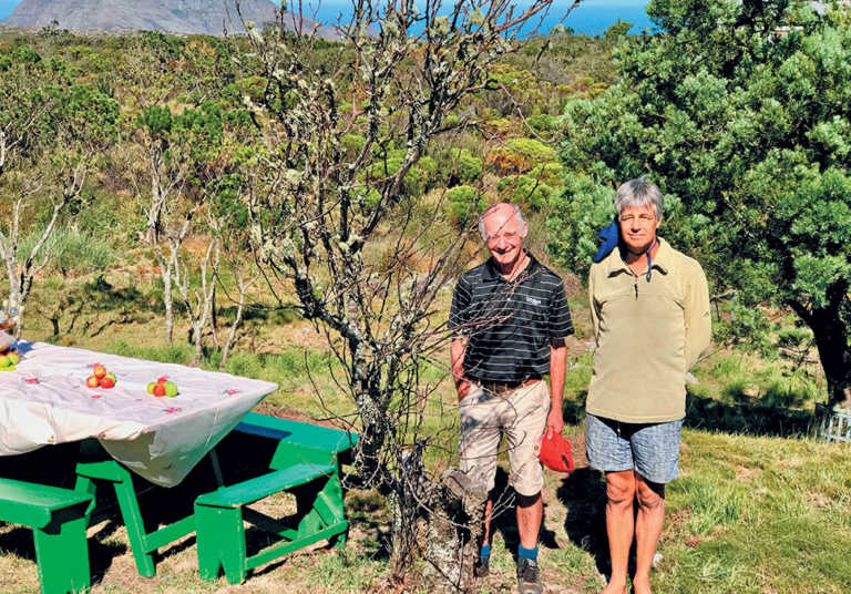 SA’s oldest apple tree stripped for firewood