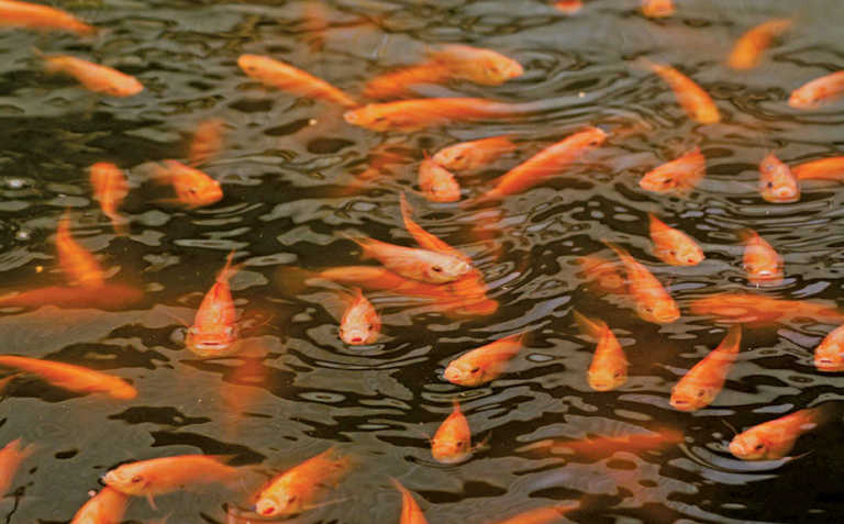 How the state is ‘capturing’ aquaculture How the state is ‘capturing’ aquaculture