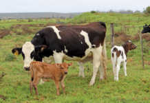 Bovine respiratory disease complex