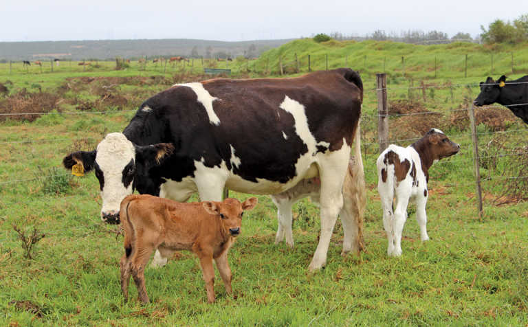 Bovine respiratory disease complex