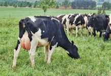 Project to grow India’s world-leading dairy industry