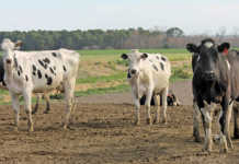 Call to arms for global dairy industry