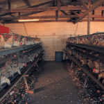 Biosecurity measures for egg production
