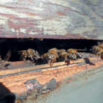 Eastern Cape bee farmer’s commercial success